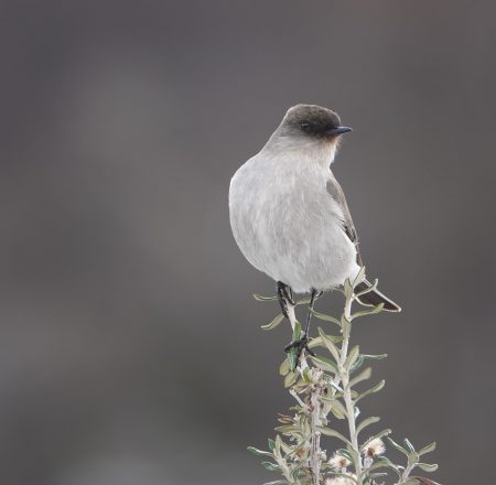Dormilona Cara Negra