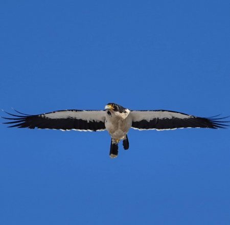 MATAMICO BLANCO VOLANDO