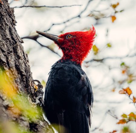 juanmartinberenstein@gmail.com  +5492901486817