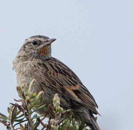 espartillero-austral-e1773062610510 (1)